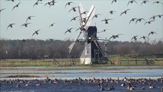 Eurasian Wigeons [upl. by Cody]