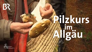 Steinpilz oder Gallenröhrling Pilzkurs im Allgäu  Schwaben amp Altbayern  BR [upl. by Mit]