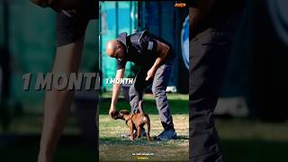 K9 dog traininggermanshepherd k9 malinois pubg doglover [upl. by Ayat]