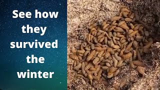 Keep black soldier fly larvae alive through the winter [upl. by Kalli]