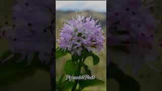 Piper Mint Plant music song hindisong flowers [upl. by Dagall]