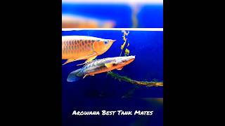 Arowana Tank Mates 😍 shorts [upl. by Tomasina]