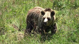 Bear sanctuary Arosa Switzerland [upl. by Eenoj190]