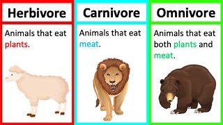 Herbivore Carnivore amp Omnivore  Types of animals  Whats the difference [upl. by Rats]