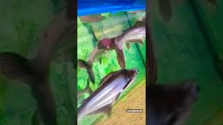 The Iridescent Shark Catfish catfish iridescentshark sharkfish sharkfishing fishshorts fish [upl. by Rennie]