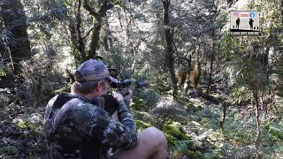 Hunting the Elusive Sika Deer of New Zealands Remote Wildernessquot [upl. by Dimitri998]