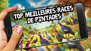 Top 10 des Meilleures Races de Pintades 🐦 pour Votre Élevage 🌾 [upl. by Ettigirb]