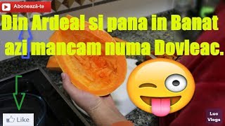 Dovleac gustos la cuptor un deliciu sănătos in 15 minute 2019😋😋 chefgang [upl. by Eciralc361]