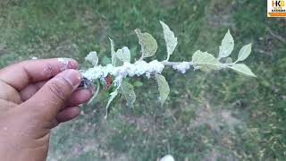 woolly aphid on apple trees  Green Aphids treatment [upl. by Oglesby]