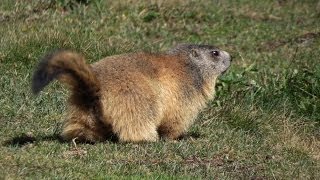 Les marmottes en dessous du lac de lEychauda [upl. by Humbert]