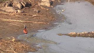 This Is One BRAVE Jacana [upl. by Roban]