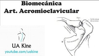 Biomecanica Articulacion Acromioclavicular [upl. by Laet]