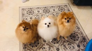 Pomeranian cute dogs Barking and funny dogs bark for treats [upl. by Nosyrb]