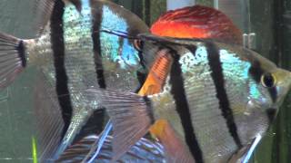 Acuario 240 LITROS DISCOS ESCALARES ALTUM Y OTROS PECES AQUARIUM DISCUS 1ª PARTE FULLHD 1080P [upl. by Downes529]