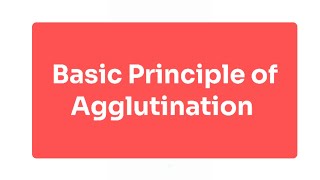 Explain Basic Principle of Agglutination [upl. by Moffit]