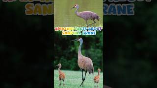 Amazing facts about Sandhill crane shorts facts trending usa [upl. by Ralina375]