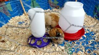 Silkie and Mille Fleur dUccle chicks [upl. by Eibor]