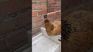 Gallina descansado shortvideo gallinas crianza [upl. by Gunn]