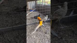 Golden Pheasant goldenpheasant pheasant bird birdvideo youtubeshorts shortfeed shorts [upl. by Namsaj983]