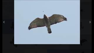 Broadwinged Hawk Identification Examples [upl. by Anerual]