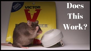 Testing Out the Victor PESTCHASER Ultrasonic Rodent Repeller Does It Work [upl. by Cherey]