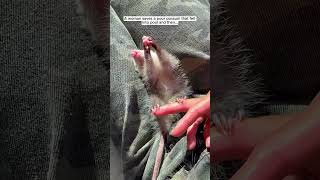 Woman saves a poor possum that fell into pool opossum short [upl. by Virgilia]