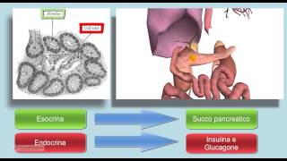 Il Pancreas anatomia Ghinadola esocrina ed endocrina [upl. by Jobi784]