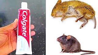 This Simple Substance Gets Rid of MICE amp RATS in SECONDS ❗ [upl. by Aihsenek]