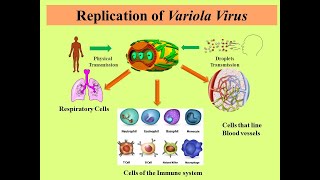 Pathogenesis and vaccine development of small pox virus [upl. by Ainnos]