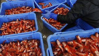 Wahr oder falsch Hat die Verklappung des FukushimaWassers ein riesiges Fischsterben ausgelöst [upl. by Tnilf]