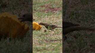 Sanhaço de Coqueiro Palm Tanager Thraupis palmarum birds freebirds nature [upl. by Lizbeth826]