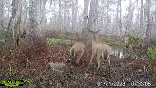 Maurepas WMA trail cam videos Jan 2023 [upl. by Aieki]