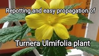 Repotting and easy propagation of Turnera Ulmifolia Plant [upl. by Portie]