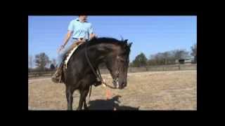 How to neck rein a western horse correctly [upl. by Niabi]