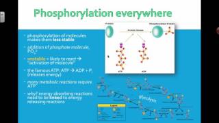 Phosphorylation 2016 IB Biology [upl. by Sharma141]