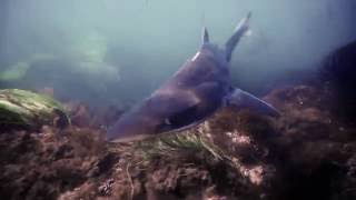 Tope Sharks  The Marine Room La Jolla California [upl. by Koressa]