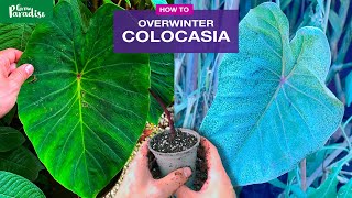 How to care for Colocasia Taro plants in winter [upl. by Elka735]