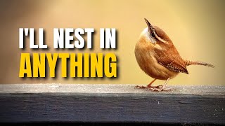 A Small Likable Big Personality Bird The Carolina Wren BirdsWalkingDown [upl. by Ynnej]