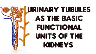 How the urinary tubules function as Excretory units [upl. by Ylrebmyk547]