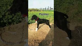 pointer dog 🐕 pointerdog [upl. by Ical]