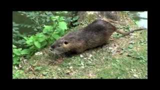 Le ragondin Myocastor coypus [upl. by Bevvy]