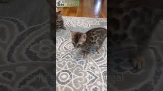 Games with kittens  Reginamur Bengal Cat’s Cattery  Bengal Kittens for sale [upl. by Eitsirk]