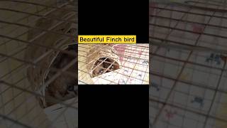 My finch bird egg  1st video in my bird egg 🐦🥚 viralvideo viralshort birdegg 1steggvideo [upl. by Vincenz931]