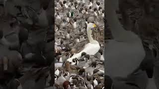 Birds Migratory Europe الطيورالمهاجرةاورباampBakr111 [upl. by Titos]