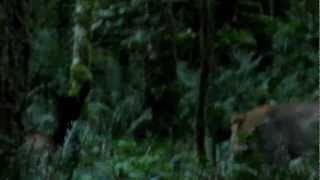 Roosevelt Elk Herd Moving Through Olympic National Parks Quinault Rainforest [upl. by Alleynad965]