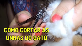 COMO CORTAR AS UNHAS DE GATOS  Gatil Hauser [upl. by Ahsinelg115]