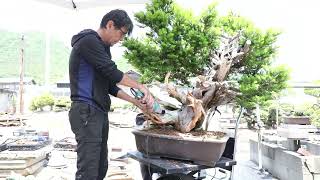 Koji Hiramatsu Takamatsu Bonsai Channel episode 53 [upl. by Lhamaj]