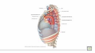 Anatomy 1  C1  L6  Posterior mediastinum amp radiology of the thorax [upl. by Ydnyl]