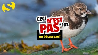 Ceci nest pas un bécasseau 163 [upl. by Jacquetta]