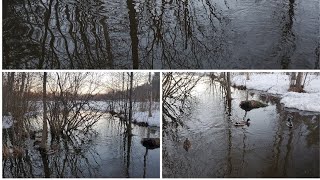 THREE LITTLE DUCKS SWIMMING IN THE SWAMP IN COLD PLACEfinlandvlogkuopiobloggernaturesuomifyp [upl. by Durrett]